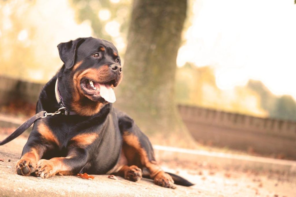 dog lying calmly on the ground in a relaxed home environment