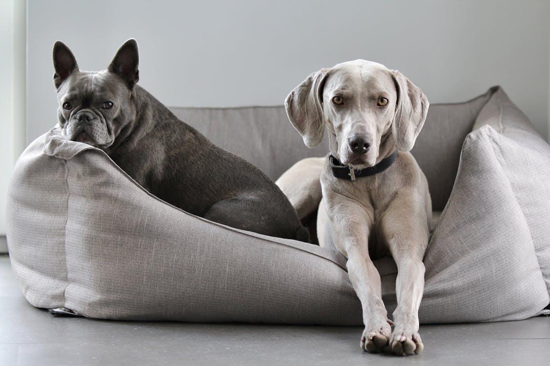 dogs resting comfortably together in a clean kennel space