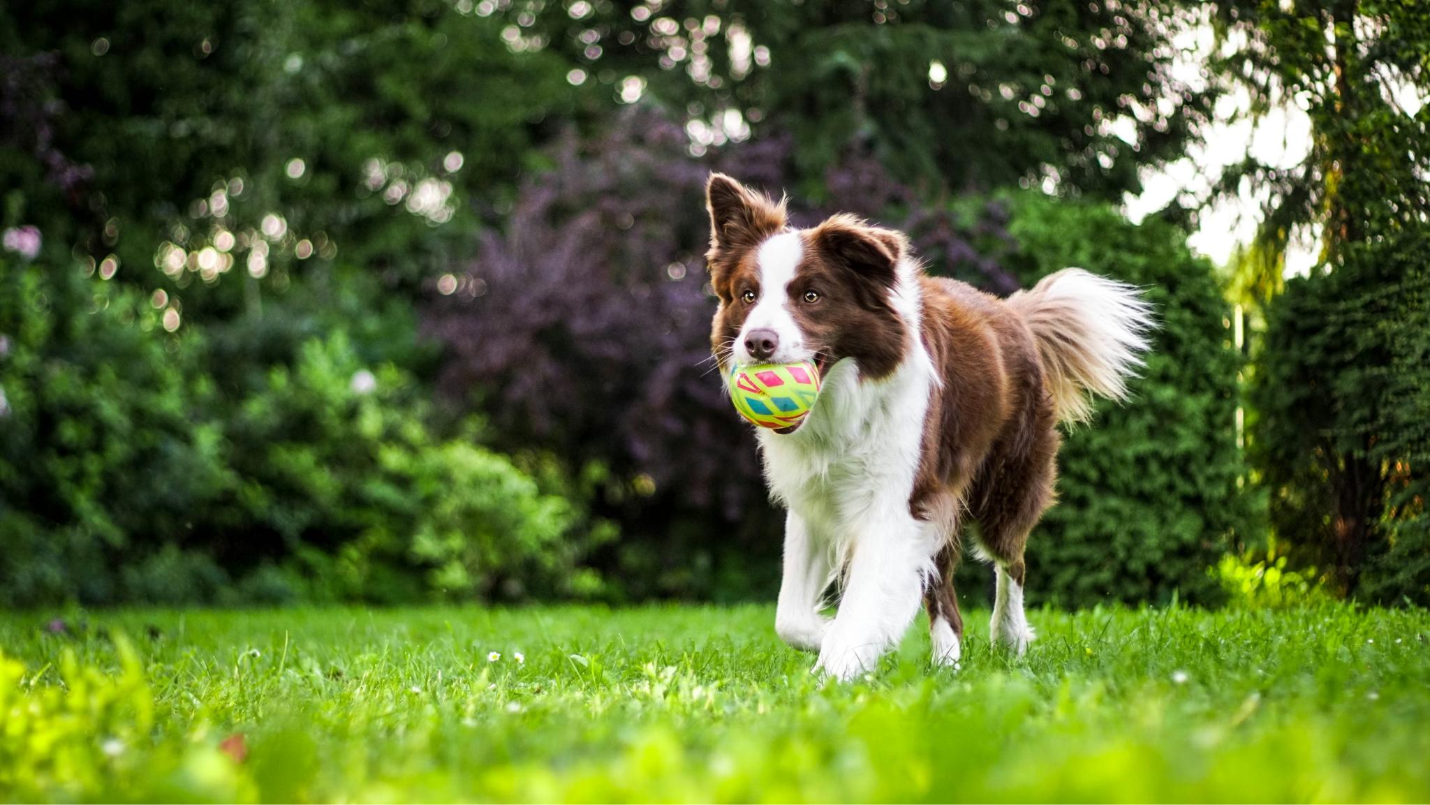 puppy standing on grass during outdoor house training routine