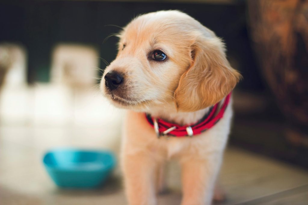 Friendly dog arriving for its first boarding stay.