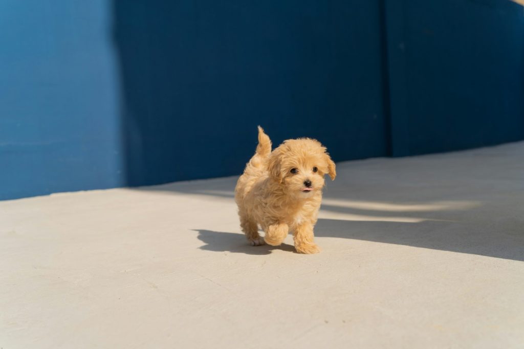 Intelligent dog playing fetch during supervised boarding activities