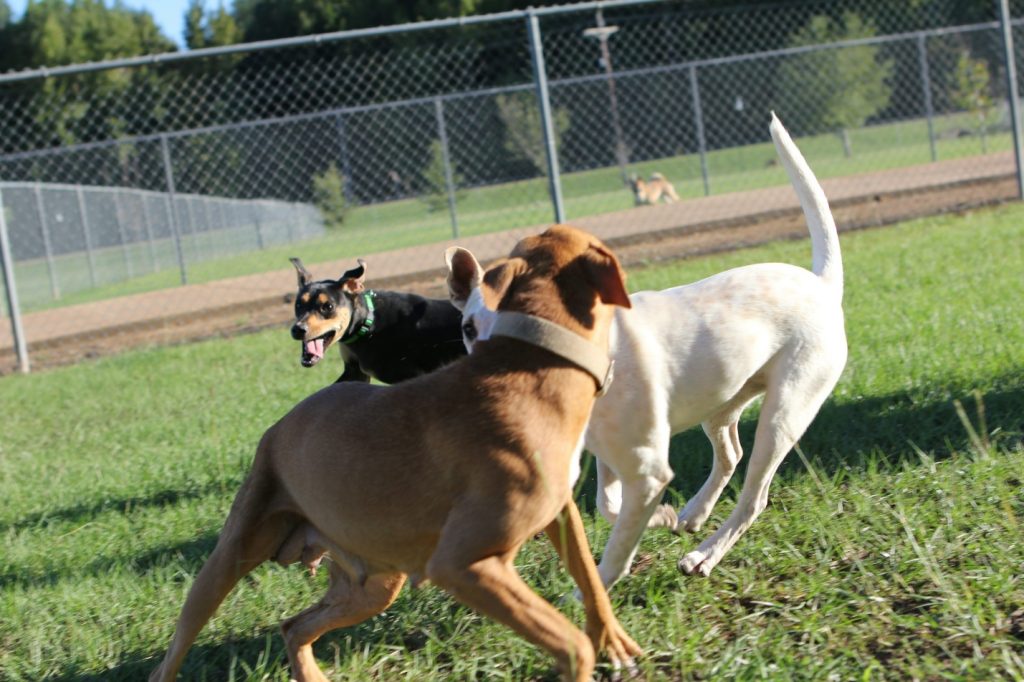 Dogs happily playing together in a secure boarding yard.