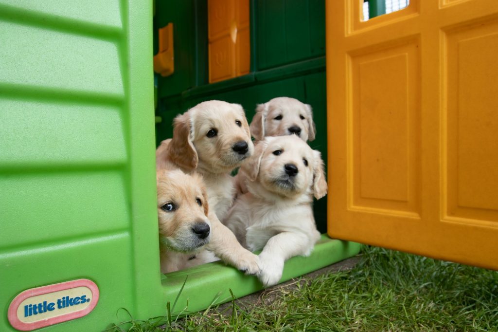 Dogs enjoying supervised playtime in a secure boarding environment.