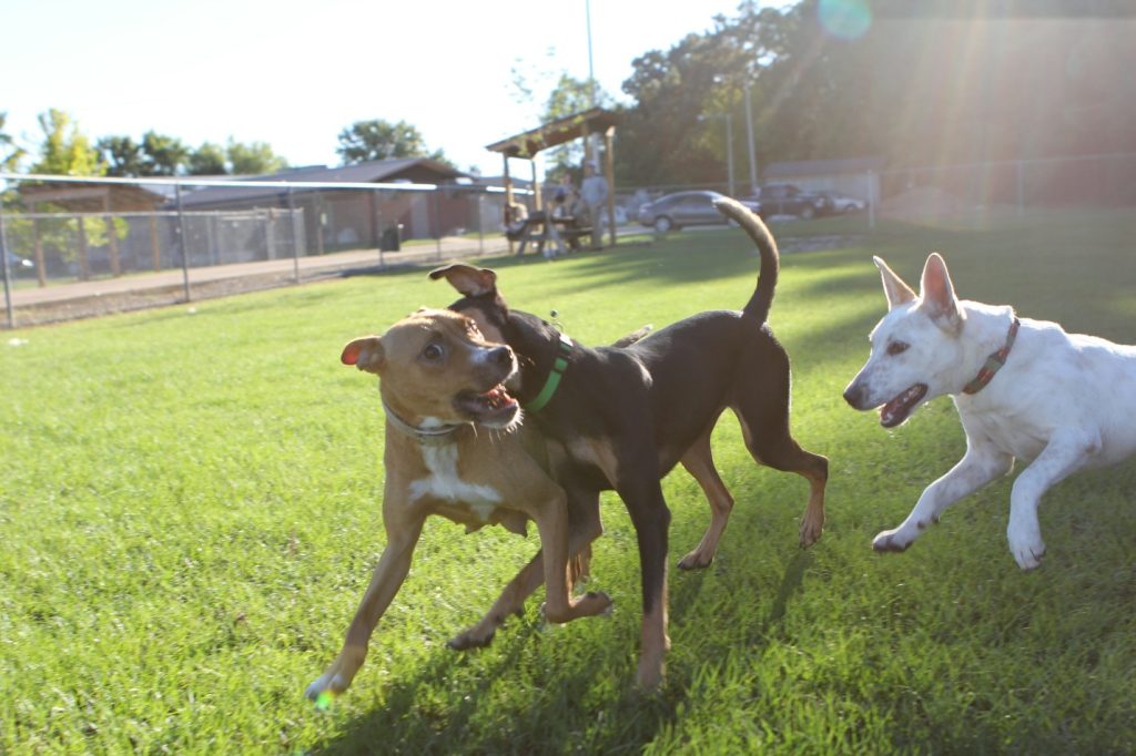 Happy dogs playing outdoors during a structured boarding stay