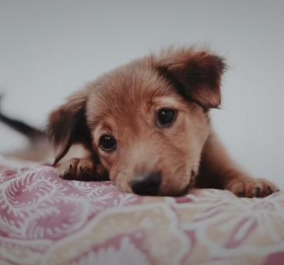 Curious puppy exploring a secure indoor boarding play area.