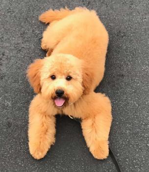 Happy puppy playing in a safe boarding facility play area.