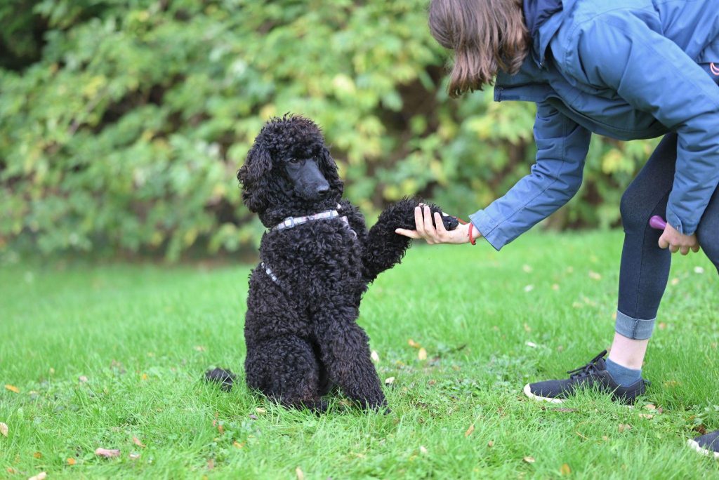 a black Poodle training with its owner
