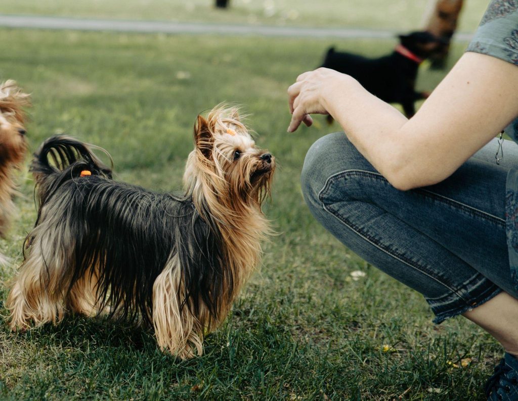 a person training a dog