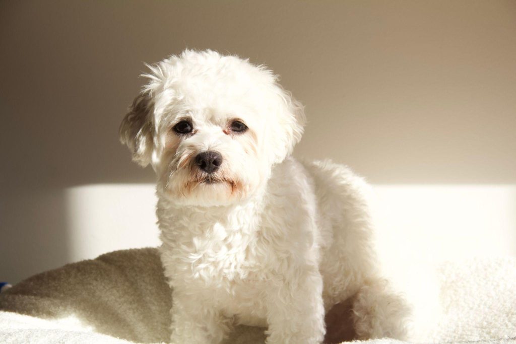 a white puppy sitting on a blanket