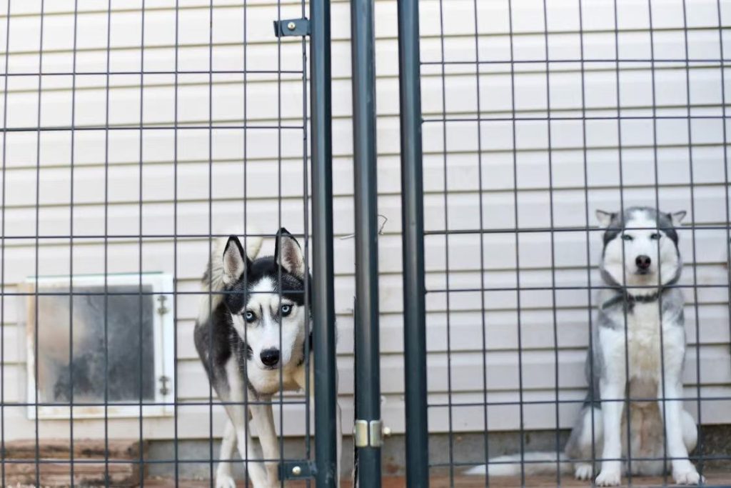 clean private kennel suite