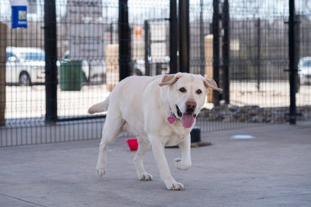 dog arriving at boarding facility