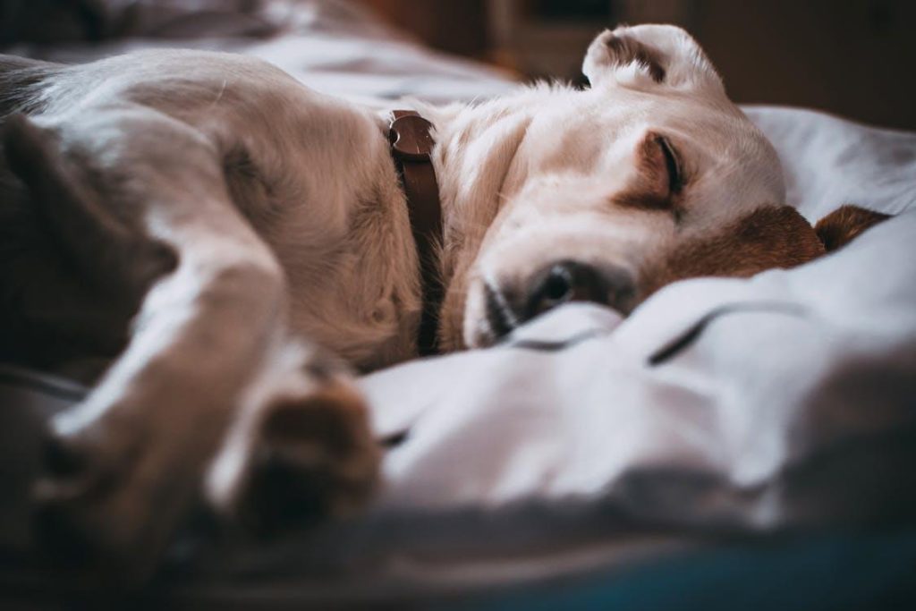 Sleeping dog resting comfortably during dog boarding in Atlanta