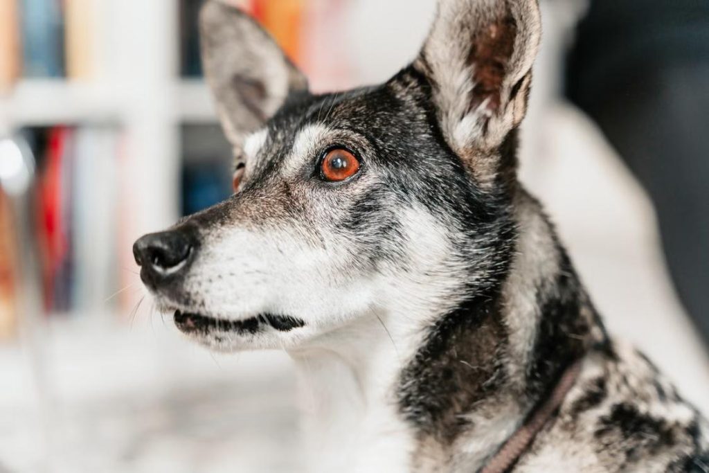 alert dog indoors