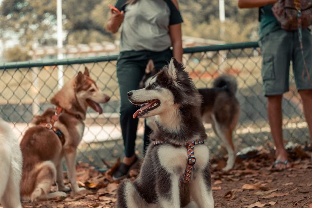 dog watching owner pack