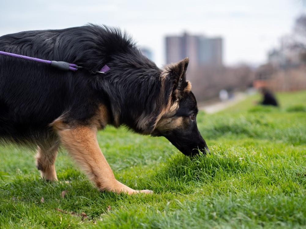 dog sniffing grass outdoors