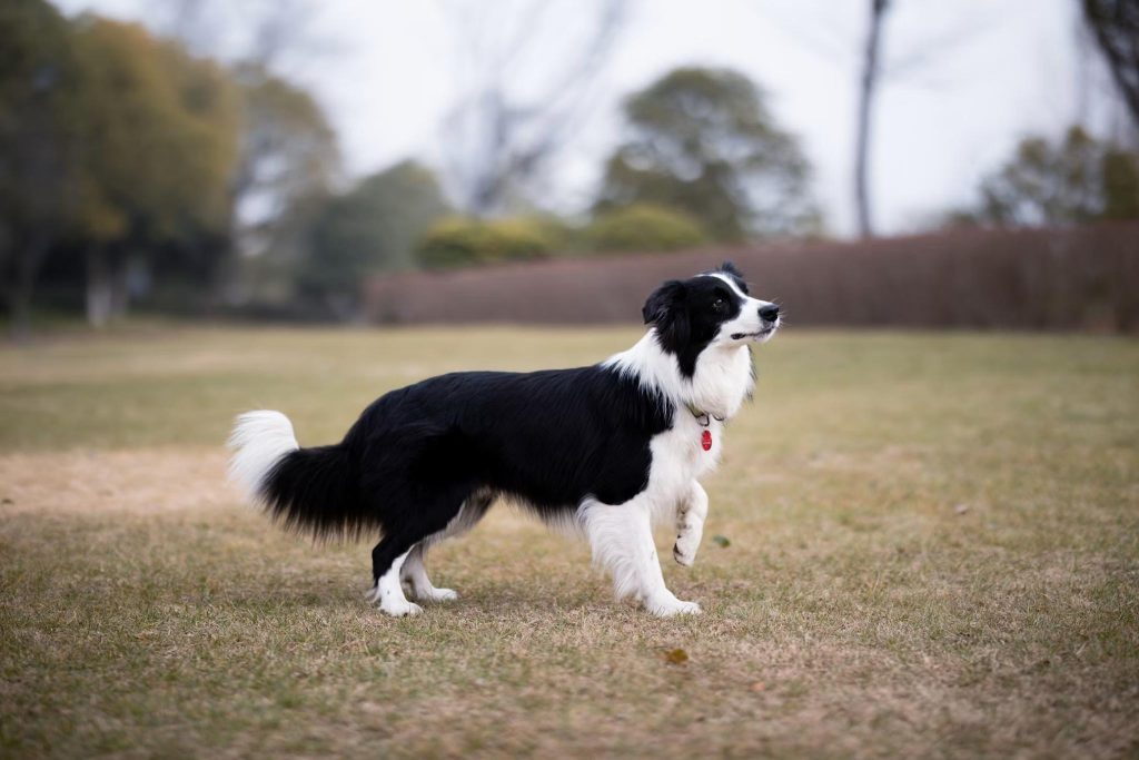 Border Collie outdoors representing real-life dog training in Alpharetta