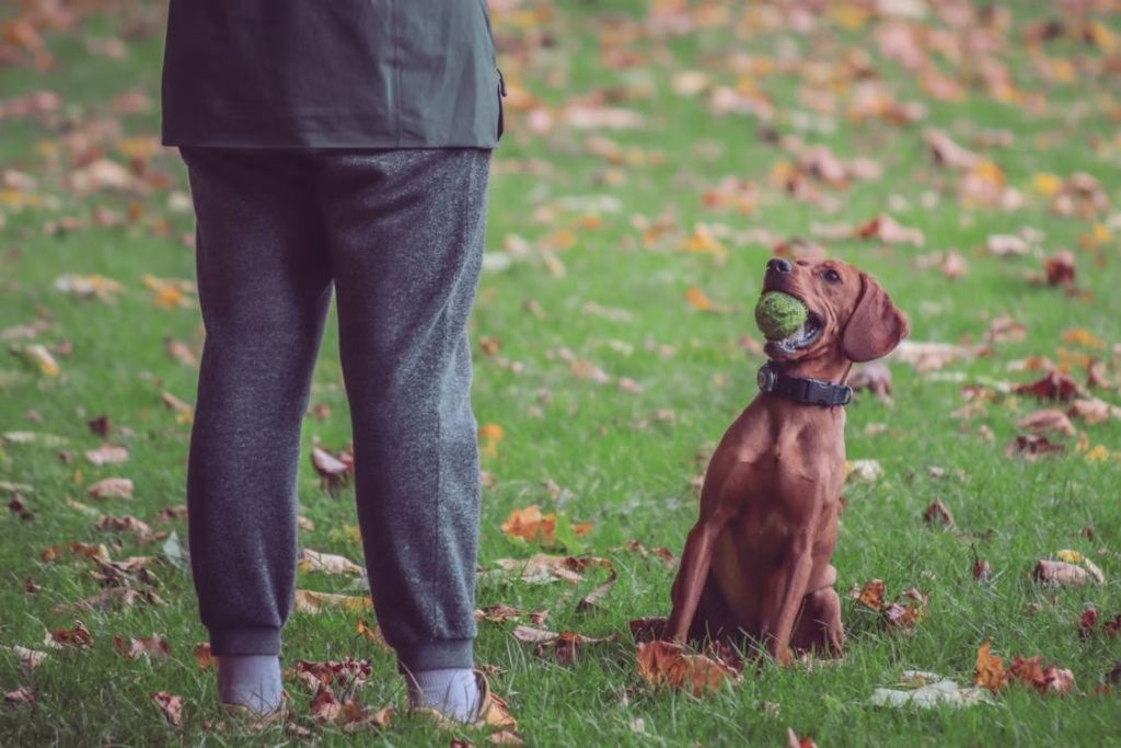dog training outside