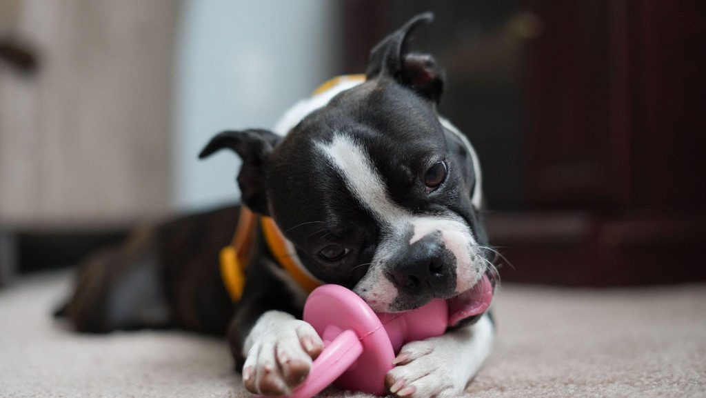 a puppy playing with a toy