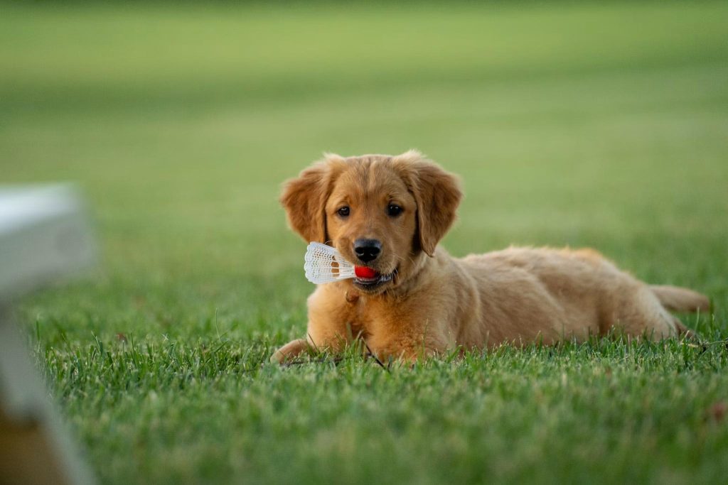 Golden Retriever puppy outdoors representing puppy boarding in Alpharetta