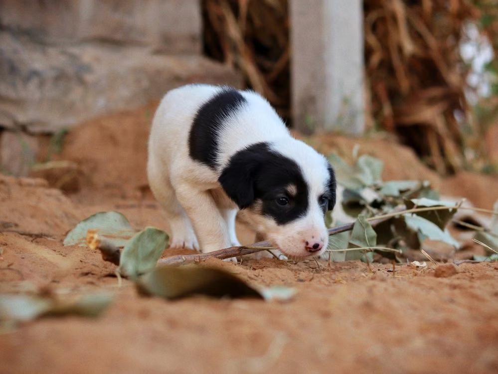 puppy exploring a new space