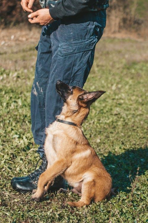 Young dog practicing obedience during puppy training in Canton