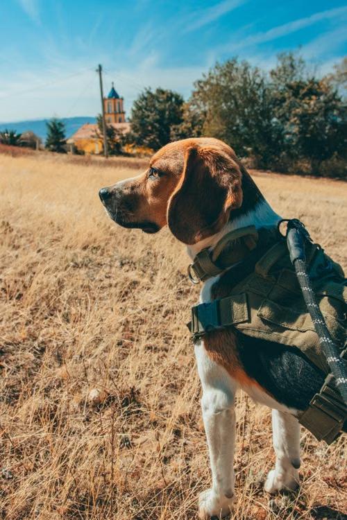 a beagle wearing a harness in a sunny field