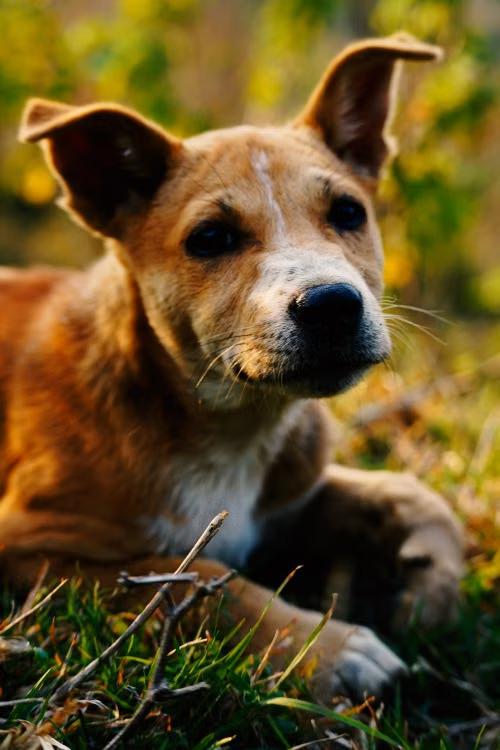 a brown dog lying relaxed on grass