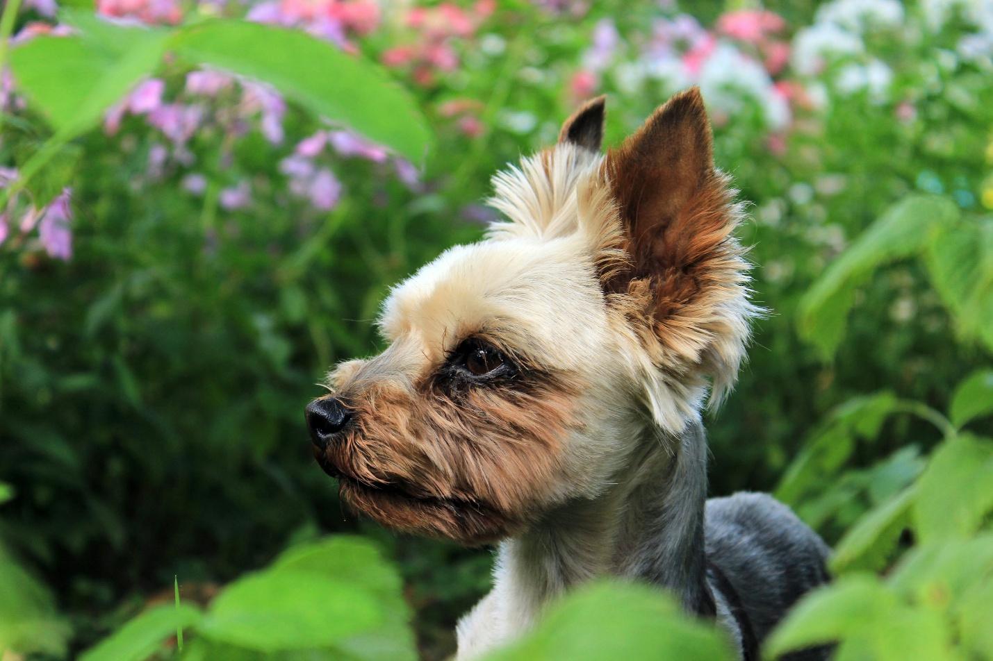 a small dog standing calmly in a garden