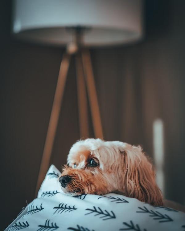 a small dog relaxing on a cozy pillow indoors