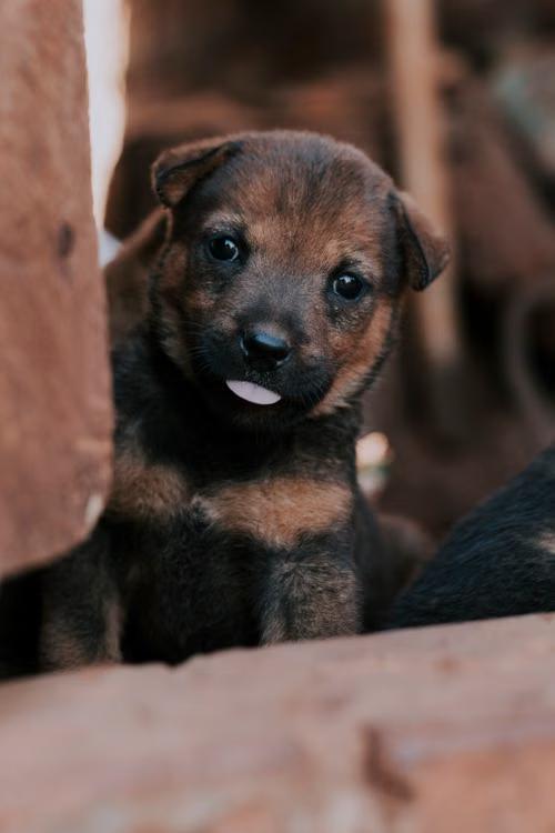 a black and tan short-coated puppy