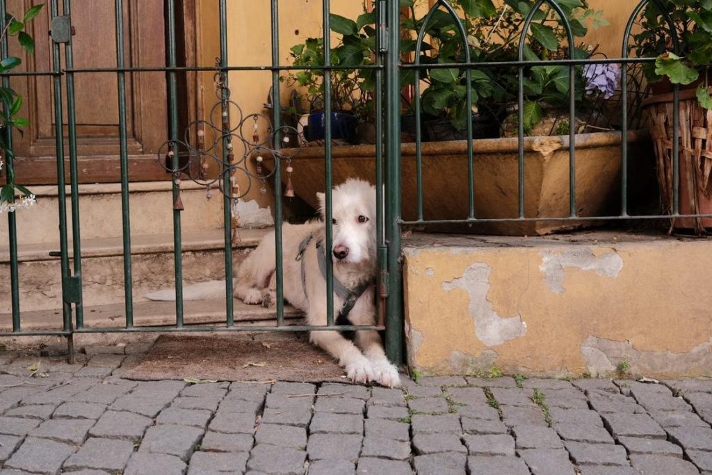 a dog resting comfortably behind a gate
