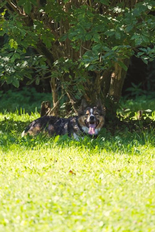 a dog resting quietly in a shaded spot