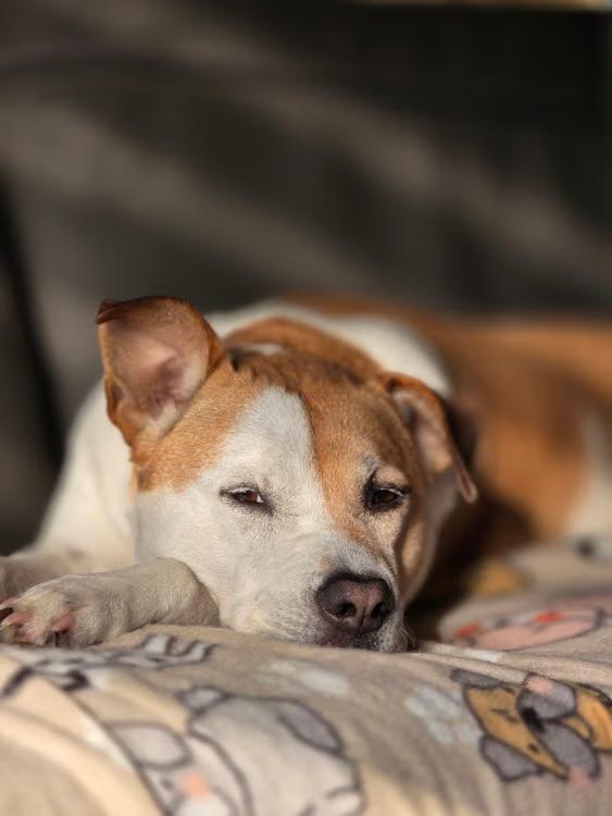 a dog resting comfortably on a cozy blanket