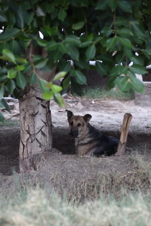 a dog resting quietly in the shade