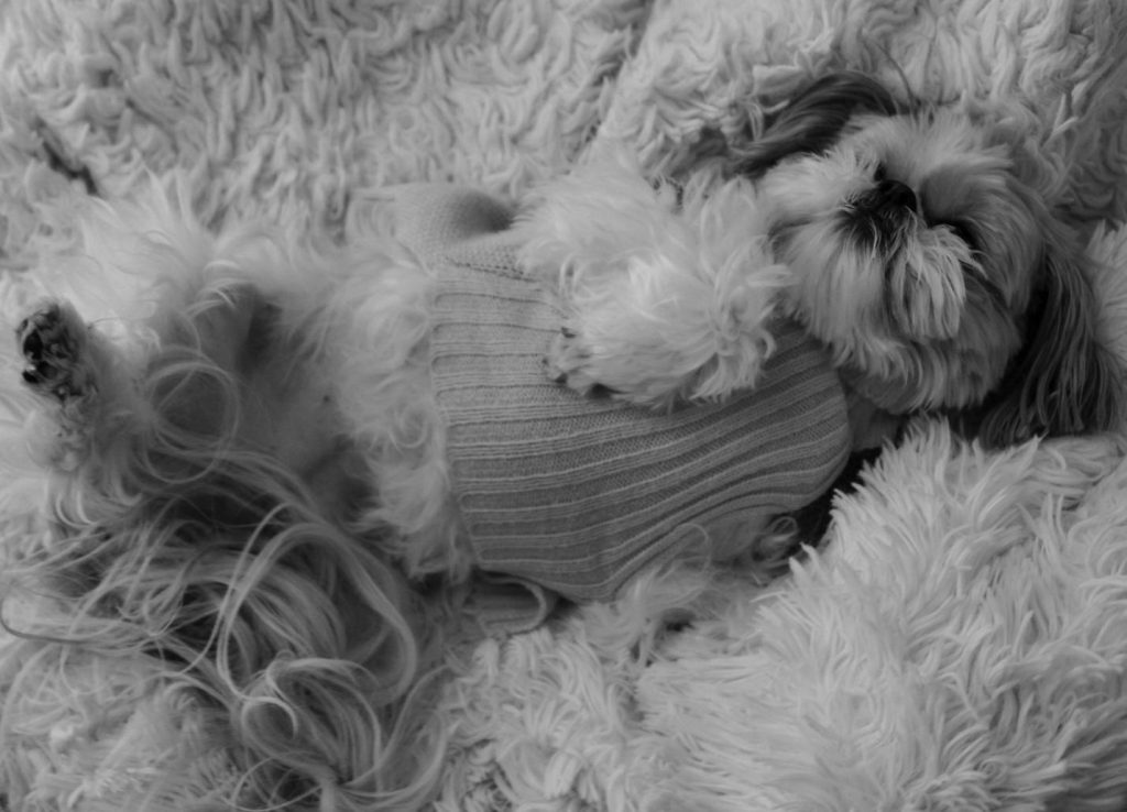 a fluffy dog sleeping on a soft blanket