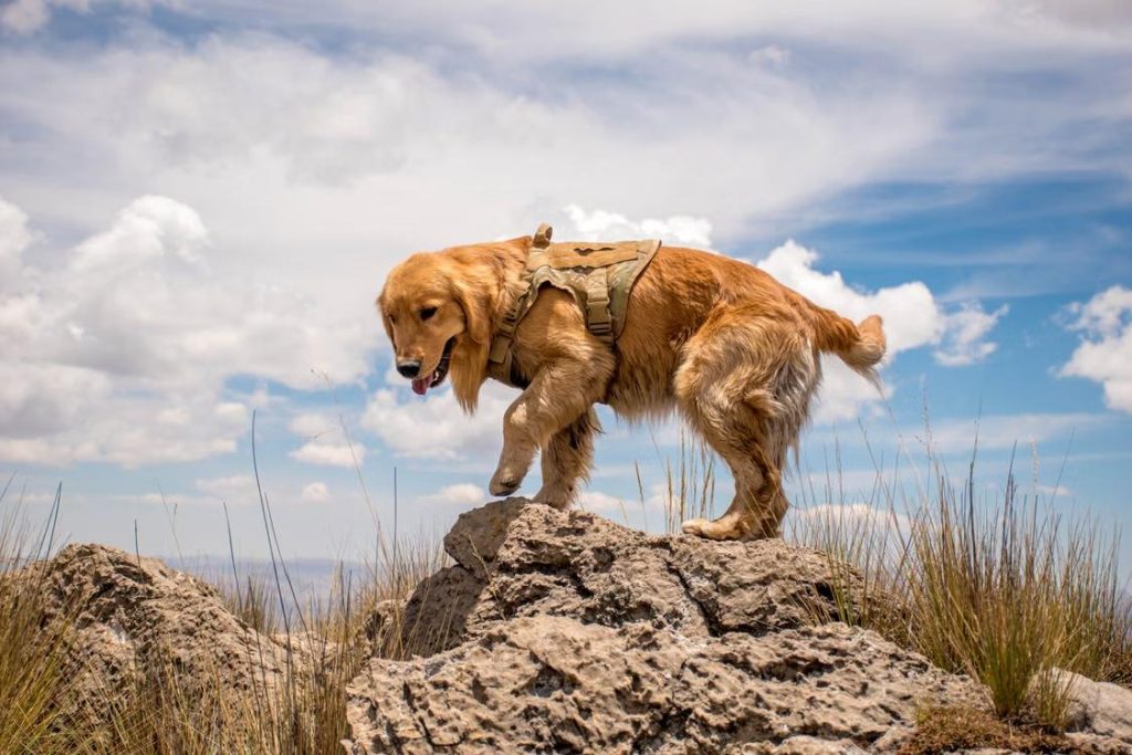 a golden retriever wearing a harness outdoors