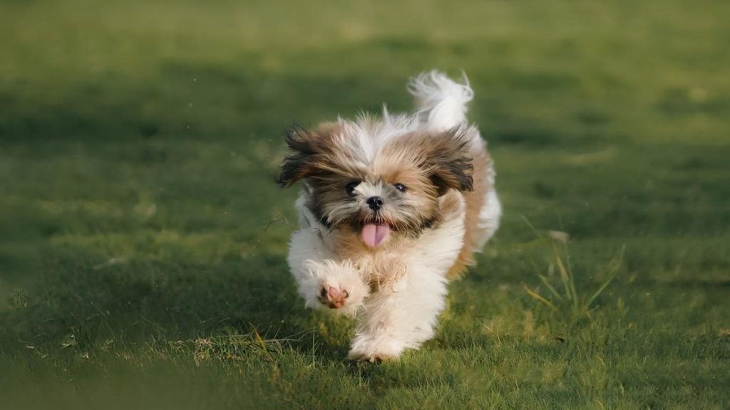 a playful puppy running across grass