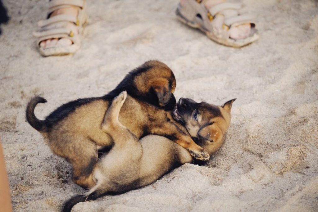Several puppies playing together outdoors