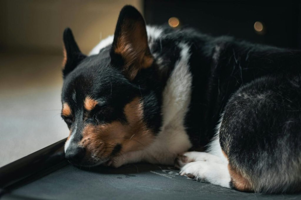 a dog lying tiredly on a couch