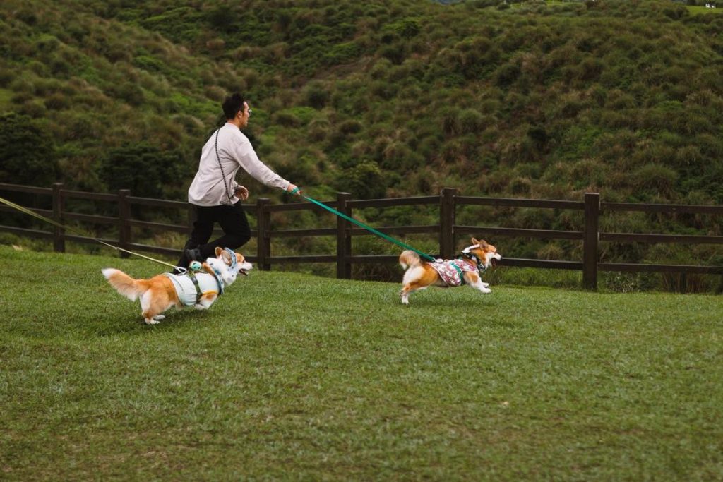 a man walking two corgis in a lush park